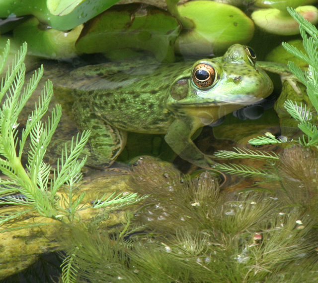 Frog