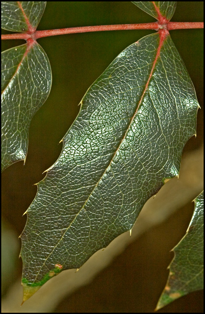 Just-a-Leaf