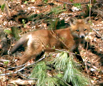 May 05 2007 baby fox paris cambridge trail.jpg