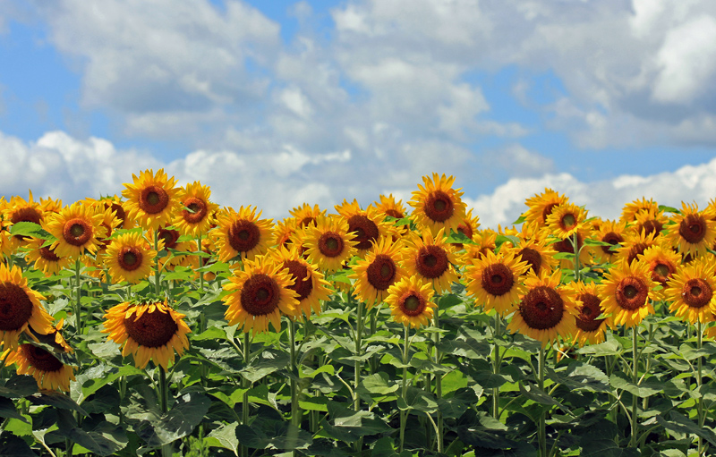 sunflowers_1