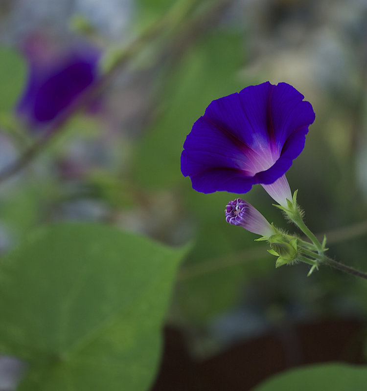 morning_glory_11