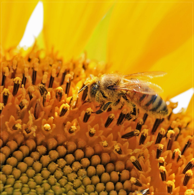 bee_17
