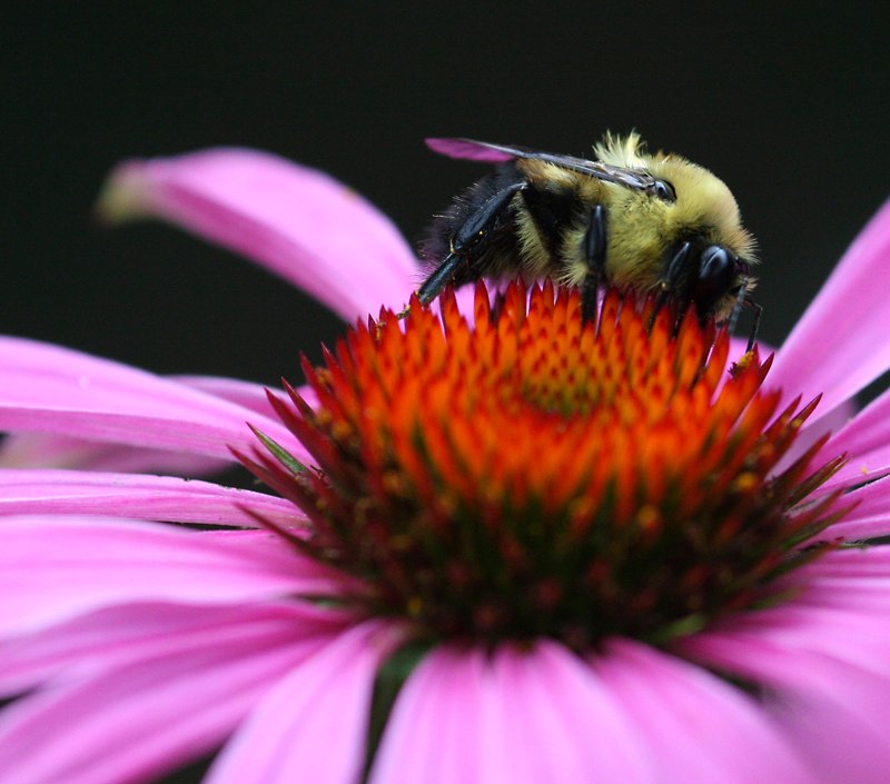 bee_flower_18