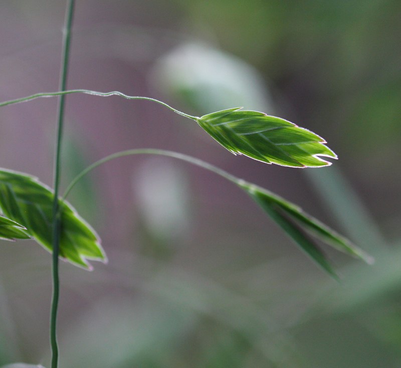 oat_grass_19