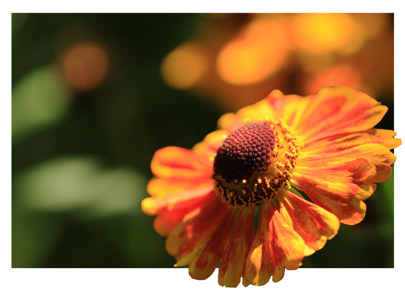 flower_20