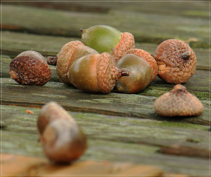 acorns_21