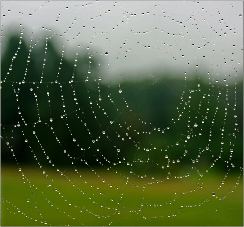 spider_web_22