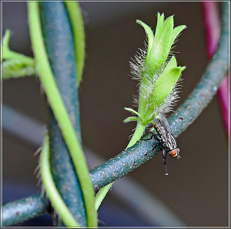 fly_23