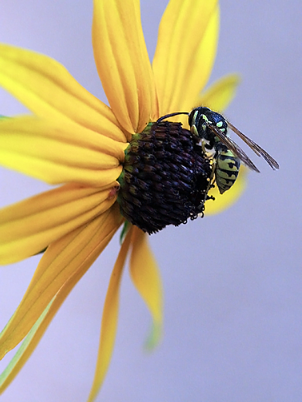 yellow_flower_bee_26