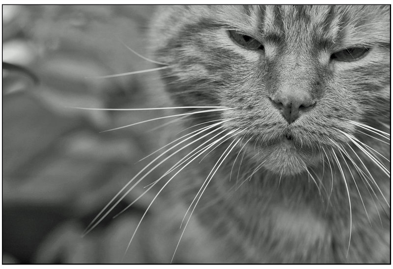 smithers_leave_me_alone_28