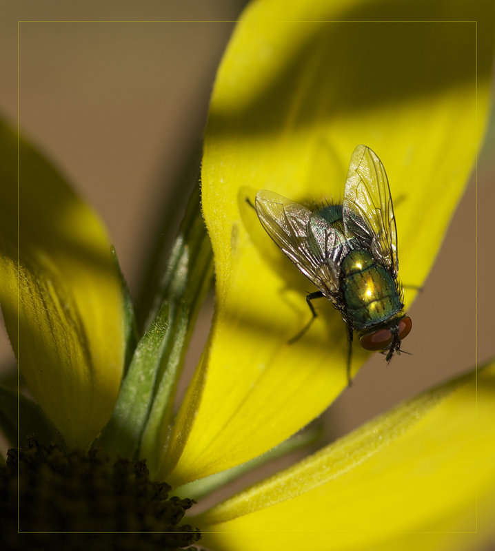 fly_31
