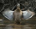 Duck 014.jpg