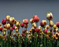 Tulips 03