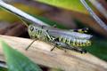 Grasshopper