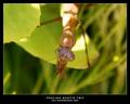 Praying Mantis Two