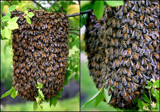 Bee Swarm