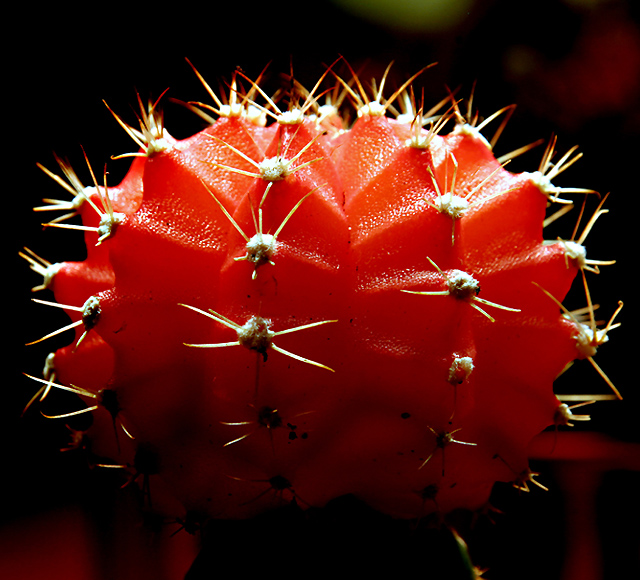 cactus01.jpg