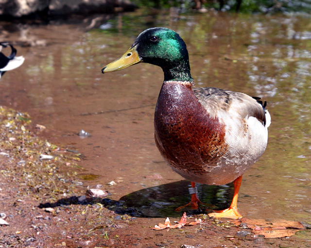 Duck 001.jpg