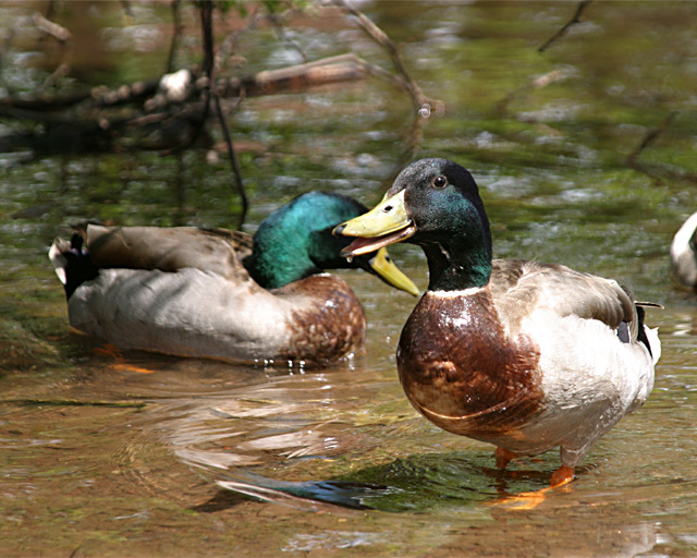 Duck 008.jpg