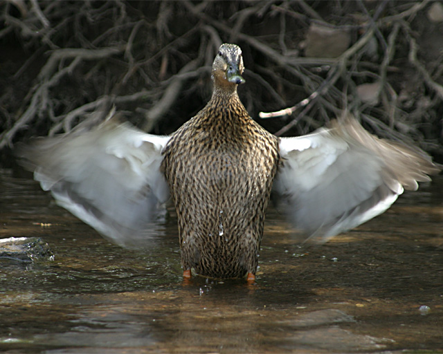 Duck 014.jpg