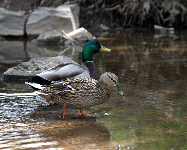 Duck 017.jpg