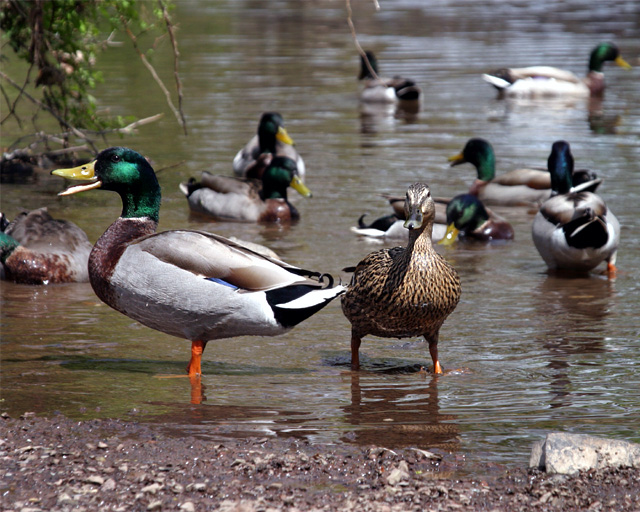 Duck 020.jpg