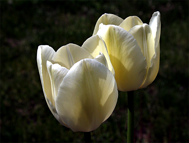 Tulips02.jpg
