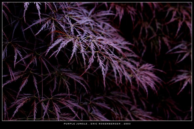 Purple Jungle