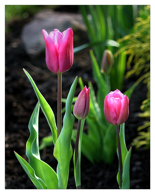 Pink Tulips