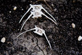 fish bones