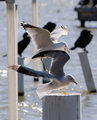 gulls on a post