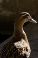 A duck