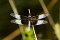dragon fly