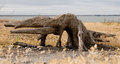 Driftwood Dinosaur