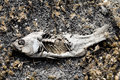 Dead Fish