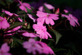 Purple Flowers