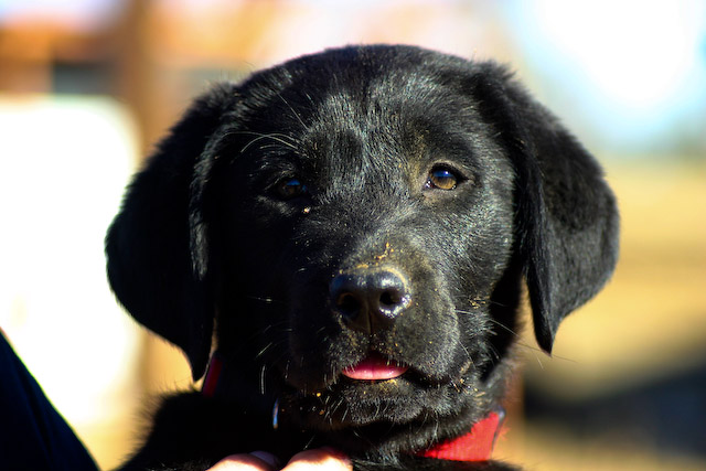 country dog