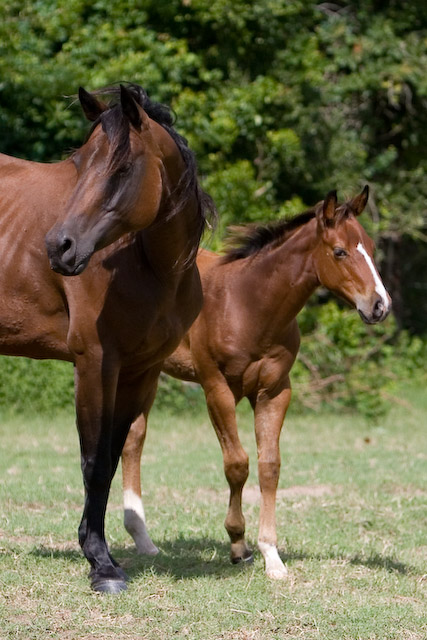 Bay Mare and Foal