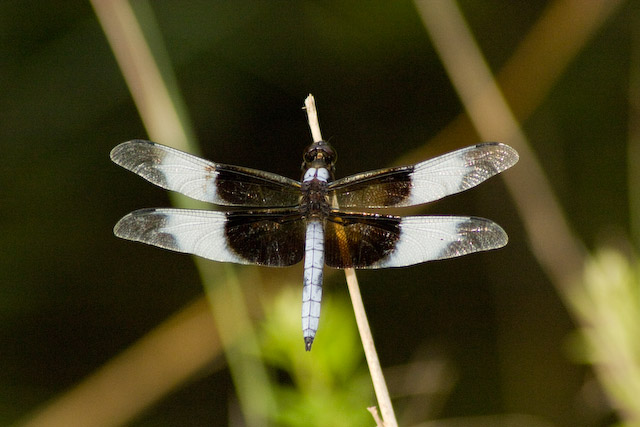 dragon fly