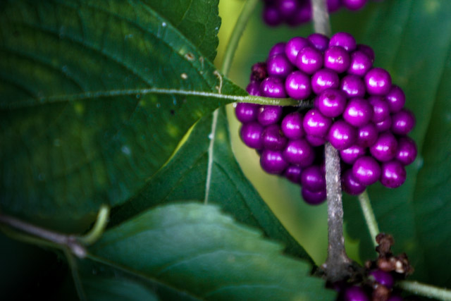Don't Eat These