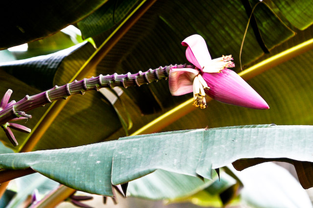 Crazy Plant