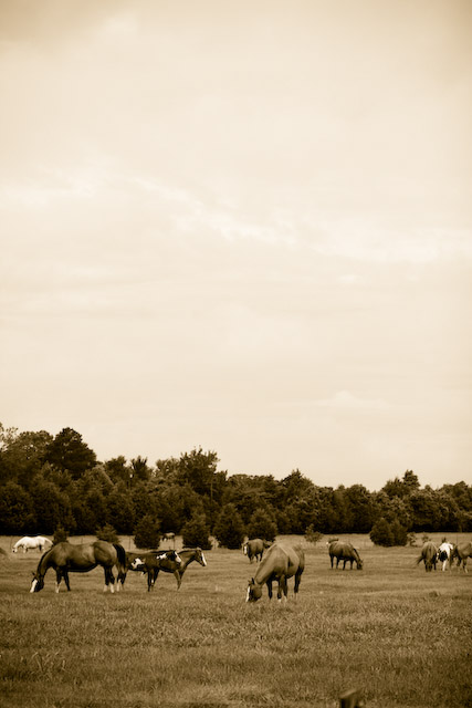 Out in the Pasture