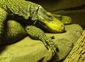 Lizard love
