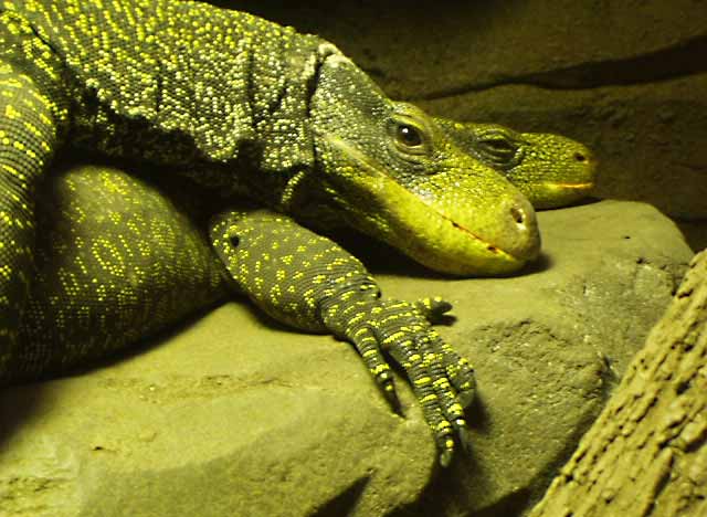 Lizard love