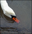 swan3.jpg