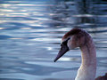 Swan-10.jpg
