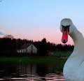 Swan-11.jpg