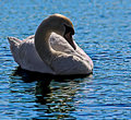 swan