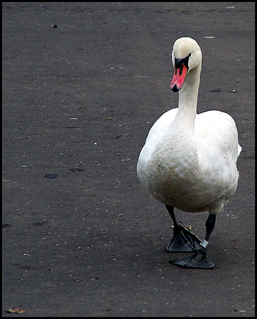 swan5.jpg
