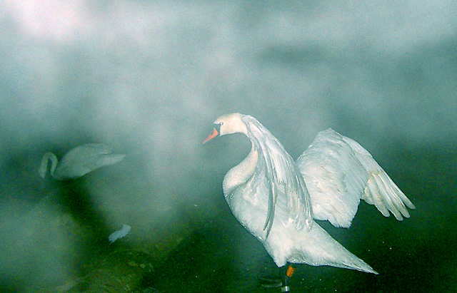 Mysterious-swan.jpg
